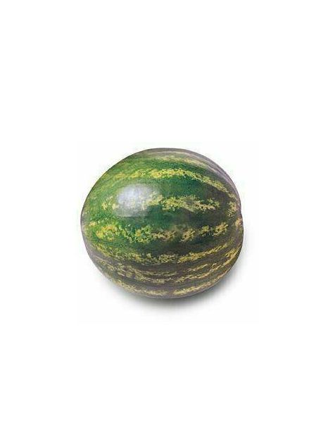 Watermelon /(ሃባብ)